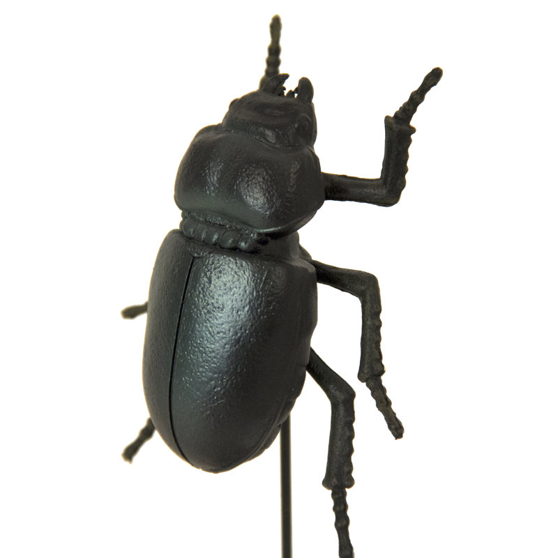 Petit coléoptère intermédiaire sur pied Dobbs