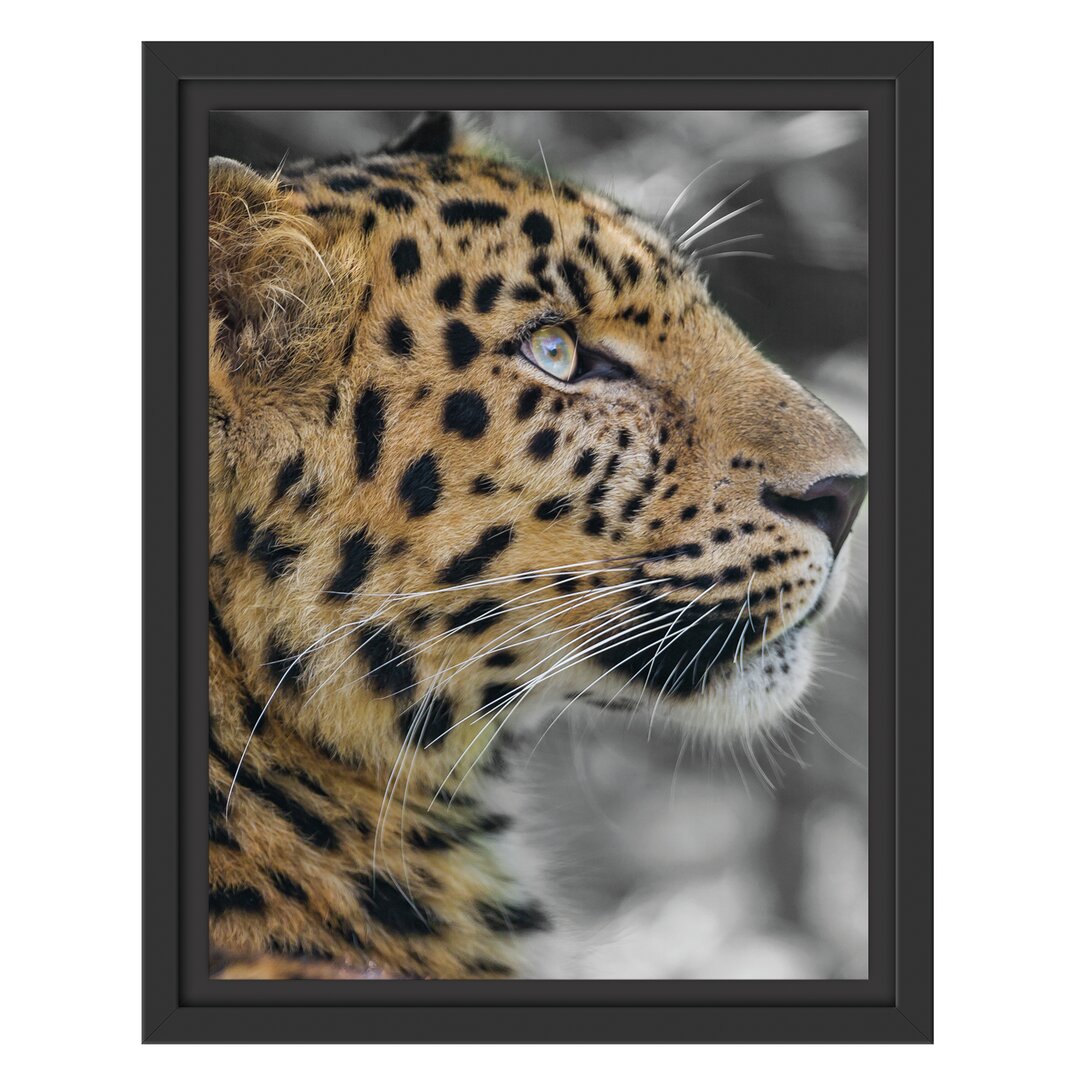 Gerahmtes Wandbild Leopard ruhtSchatten