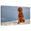 Setter irlandais sur neige-857403686
