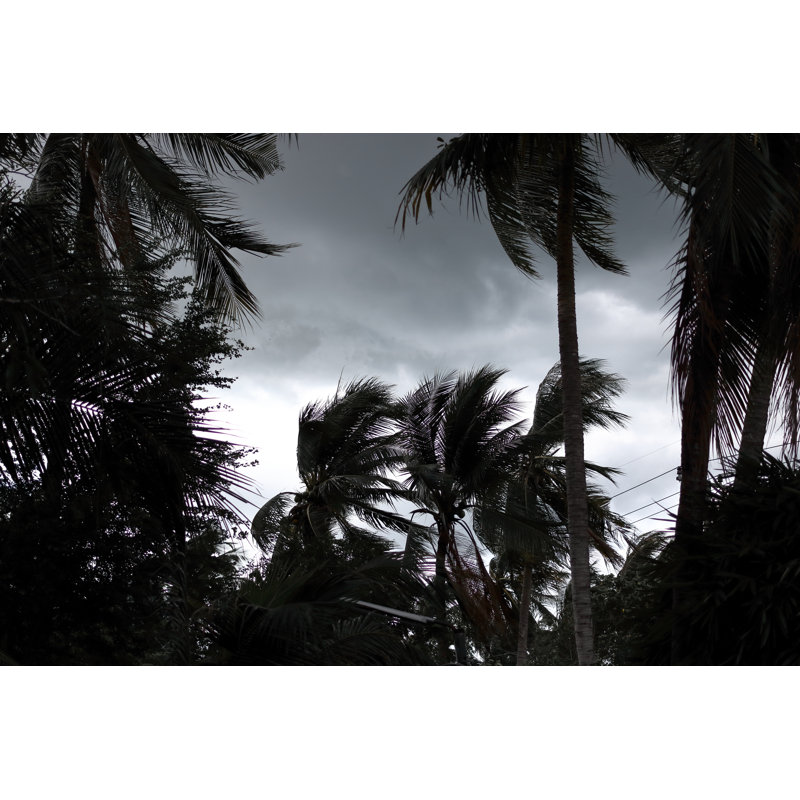 Palm Trees Blowing by Tuaindeed - Wrapped Canvas Print, 81cm H x 122cm W