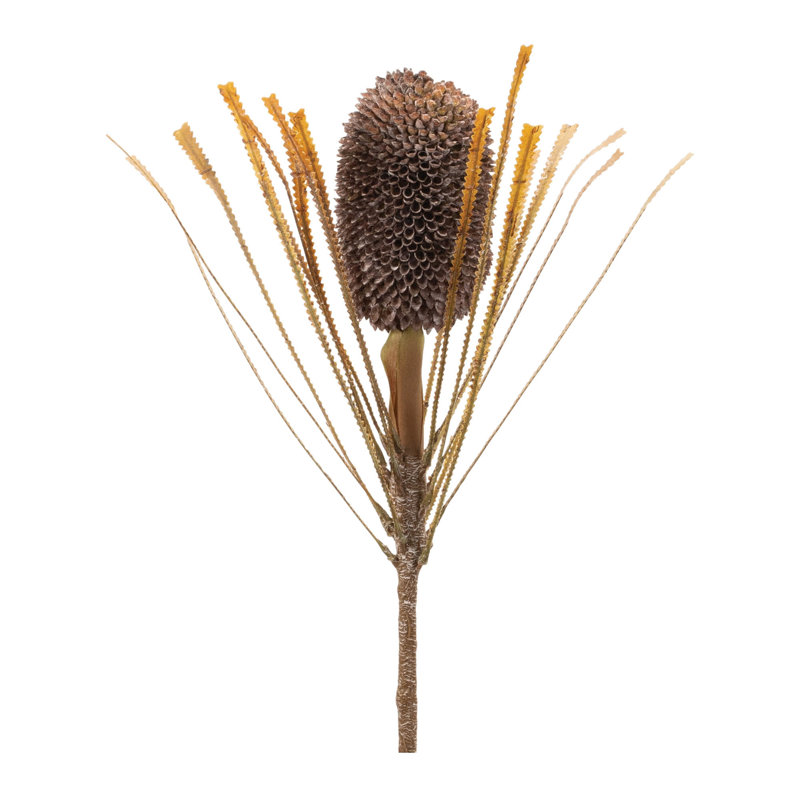 Tige d'automne Banksia Pod