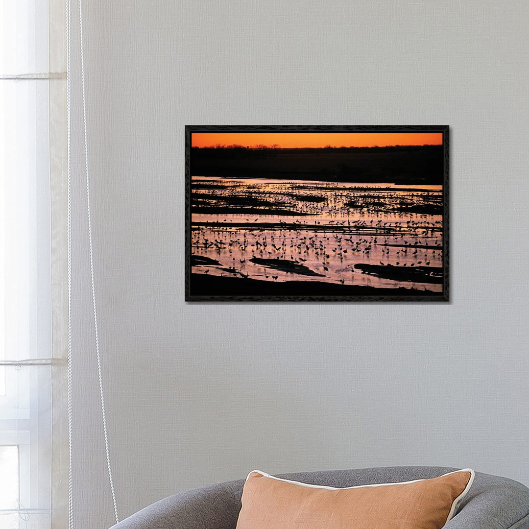 Sandhill Cranes Roost Along The Platte River Near Kearney, Nebraska by Joel Sartore - Gallery-Wrapped Canvas Giclée on Canvas