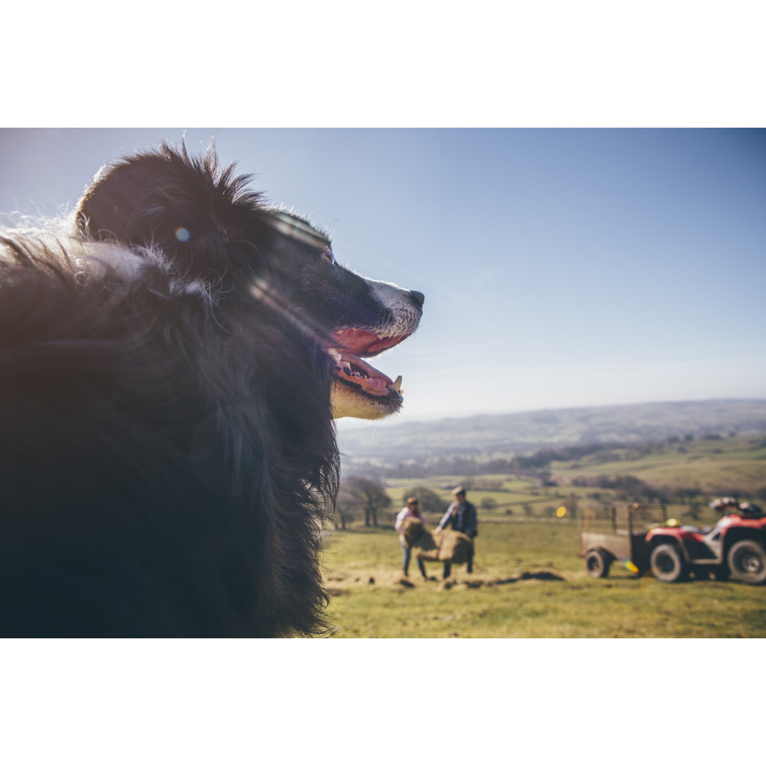 Schäferhund wacht über Schafe auf einem Feld