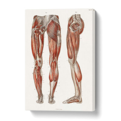 Anatomy Of The Leg Muscles - Wrapped Canvas Painting