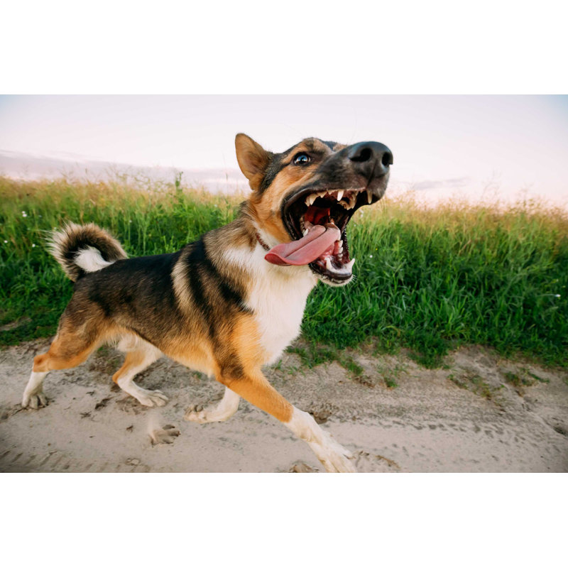 Angry Dog Barking - Photographie sur toile tendue, H 8 po x l 12 po
