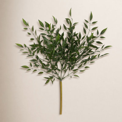 Quiller Ruscus Stems