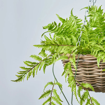 Fausse verdure toutes saisons Boston