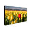 «Jenipertip Tulip» par Pierre Leclerc - reproduction de photo sur toile-966472148