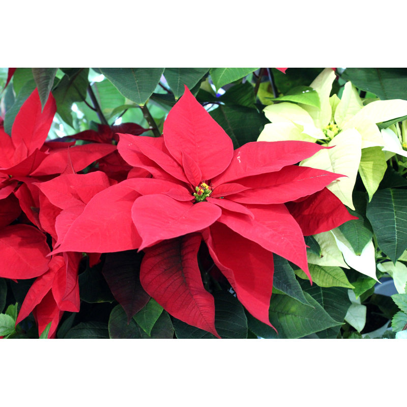 Red Poinsettia by Ranmaru_ - Wrapped Canvas Print, 81cm H x 122cm W