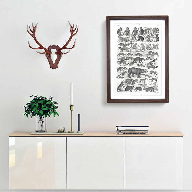 Study of Mammals LII by Oliver Goldsmith - Framed Print, 36cm H x 27cm W x 2cm D, Walnut Framed
