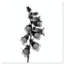 Ossified Petals II Print by Oliver Gal-1900462372-1900462373