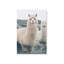 Impression sur toile Alpaca Charm-798769081-798769085