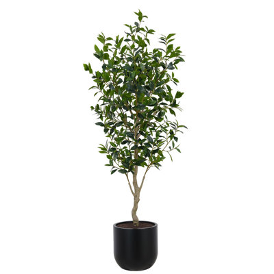 ARBRE LAUREL POT 7 pi