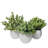 Digby Artificial Plant in White Pot Set
