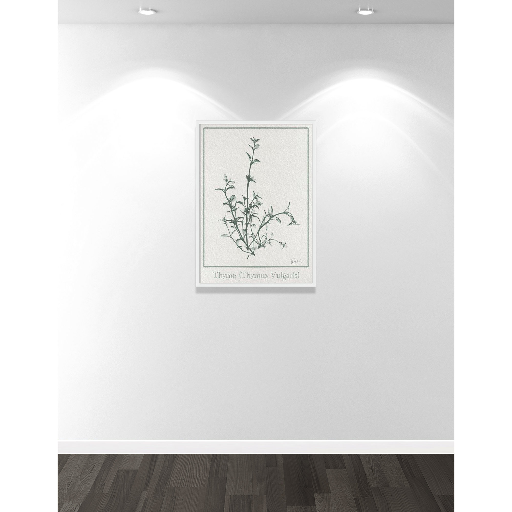 Thymus Vulgaris Framed On Paper by Albert Koetsier Print, 35.5" H x 25.5" W x 1.25" D, Satin White Framed Paper