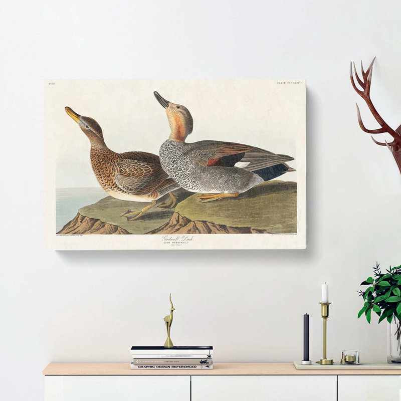 Gadwall Duck by John James Audubon - Wrapped Canvas, 40cm H x 60cm W x 3cm D