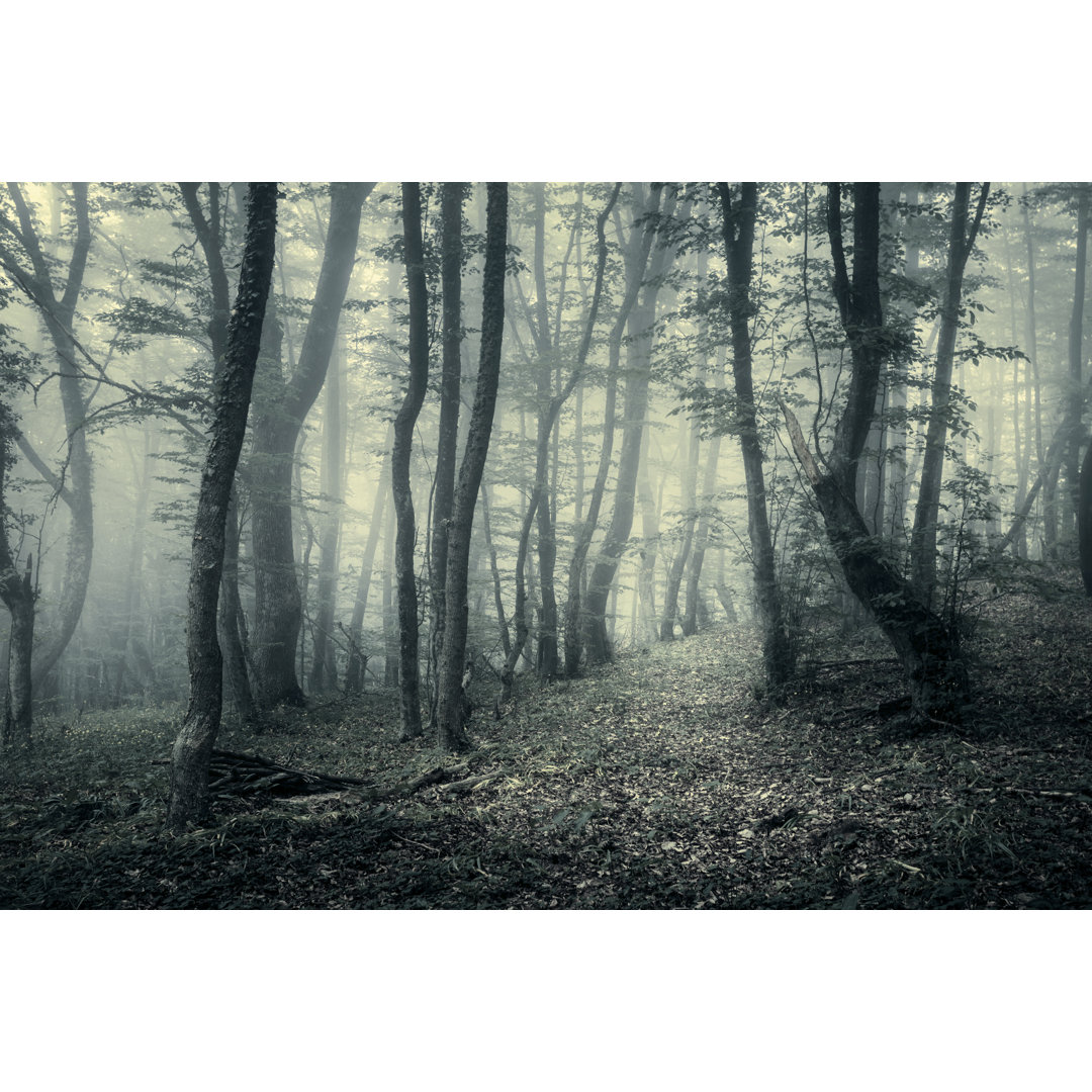 Leinwandbild-Weg durch einen geheimnisvollen dunklen Wald im Frühling