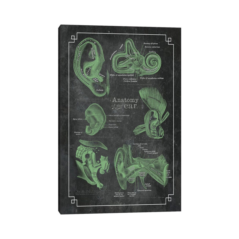 " Anatomy Of The Ear " by ChartSmartDecor, 18" H x 12" W x 1.5" D