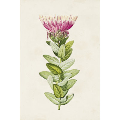 Pretty Pink Botanicals IV - Art Prints