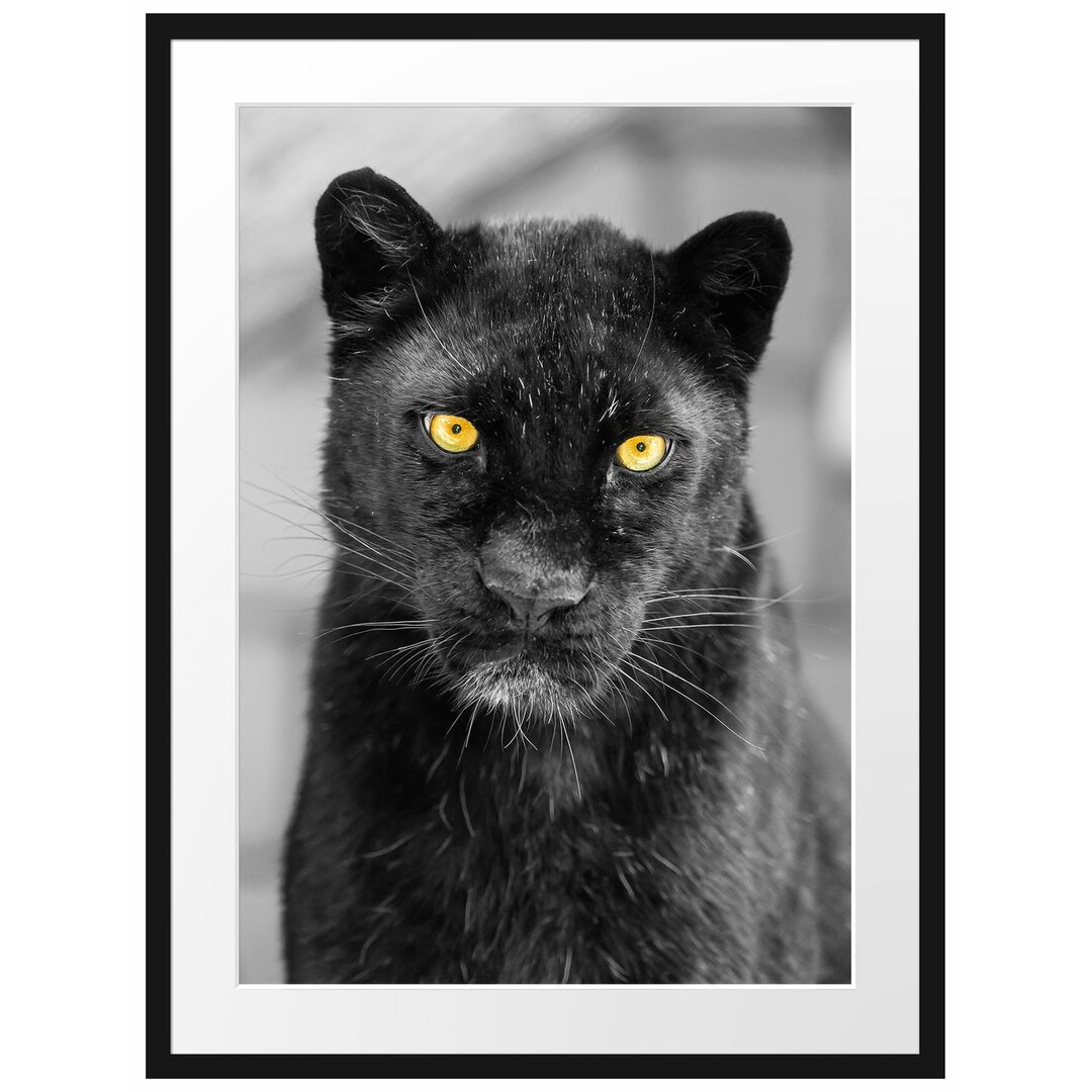 Großartiger Panther" Gerahmtes fotografisches Poster