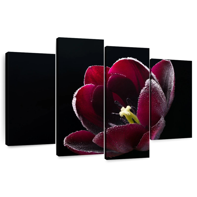 Harnek tulipe mauve noir Triumph, H 22 po x l 36 po