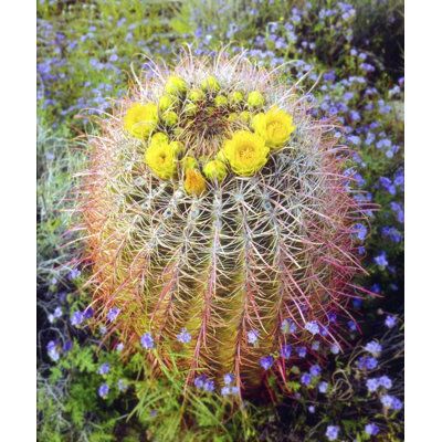 Talbot Frank, Christopher Gallery Canvas Art: CA Blooming barrel cactus in Anza, Borrego Desert