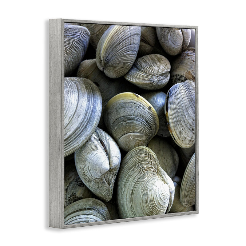  «Marine Clams Pile», art de la giclée encadrée par Graffi *ee Studios, H 20 po x l 16 po, Estampe numérique Farmhouse