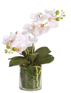 Orchid Phal, Pink, Moss Glass, 15wx7dx13h