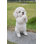 Dog-Poodle Puppy Playing