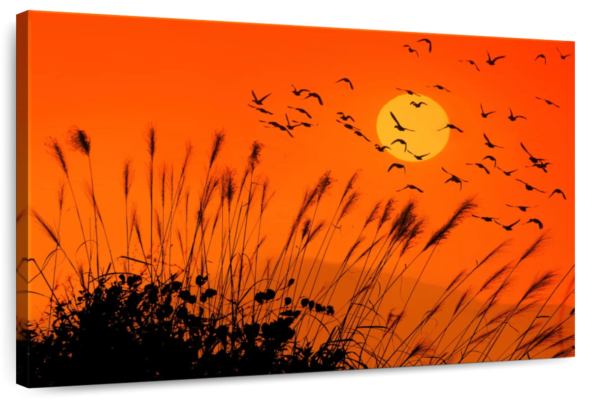 Sunset Reed Set Lark Manor™ Harnek Sunset Reeds | Wayfair