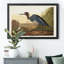 " Blue Crane "-723518036-723518042