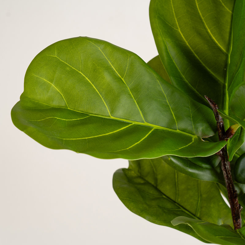 75cm Faux Real Touch Fiddleleaf Fig Tree in Chunky White Pot