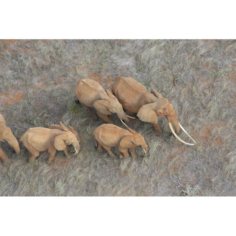 The Matriarch Elephant by PinkPython - Wrapped Canvas Print, 81cm H x 122cm W