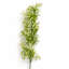 45 Plant-127681168