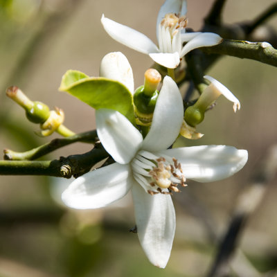 «Orange Blossom» par Gwenvidig - photographie sur toile tendue