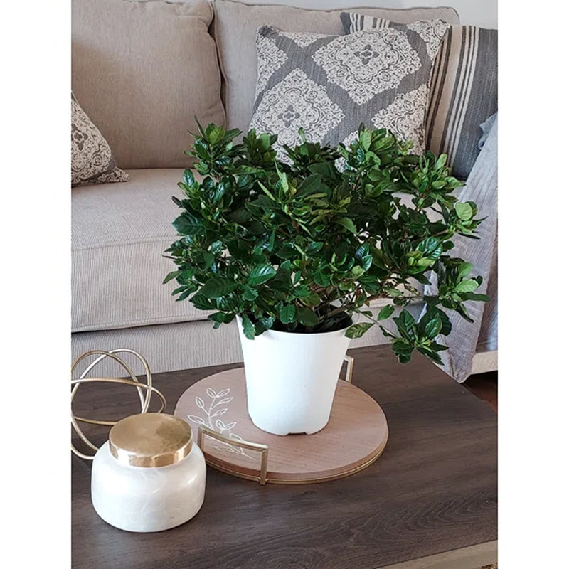 Cagle Primrue Gardenia Live Plant