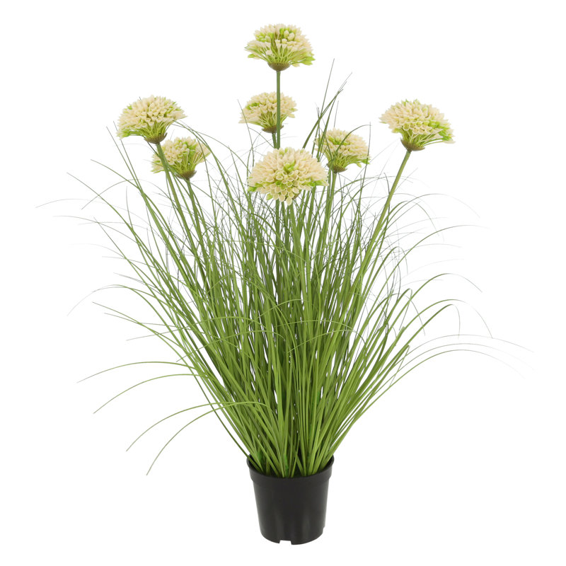 Plante Dahlia