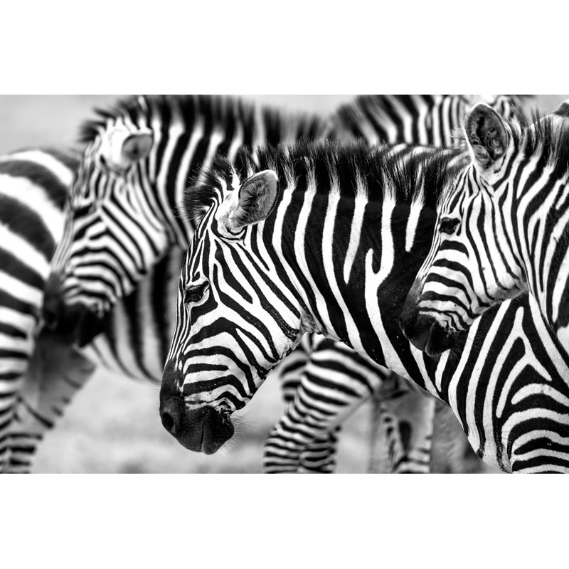 Zebras Heads by 1001slide - No Frame Art Prints on Canvas, 20cm H x 30cm W