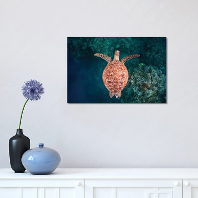Flying Over The Reef 1 Piece Wrapped Canvas Wall Art