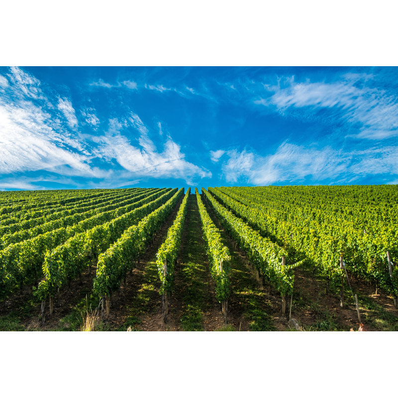 Lashayla Vineyards Along The River - Wrapped Canvas Print, 30cm H x 46cm W x 3.8cm D