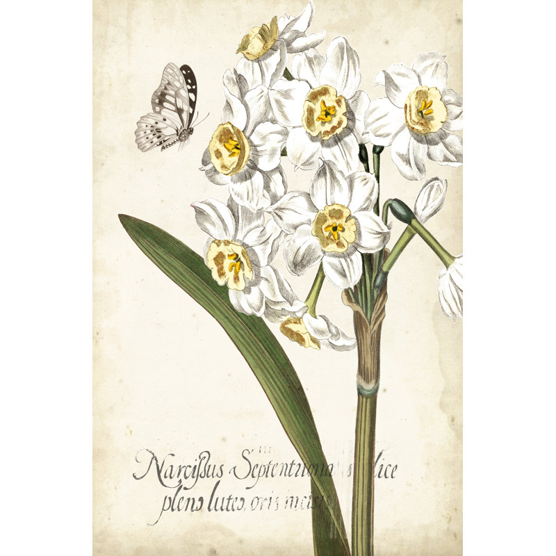 Narcissus Botanique II - Graphic Art Print, 91cm H x 61cm W, Wrapped Canvas