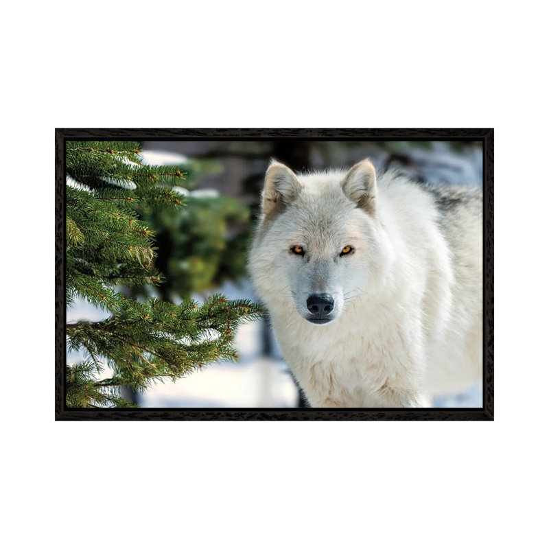 White Wolf by David Gardiner - Print on Canvas, Black Framed, 66.04 cm H x 45.72 cm W