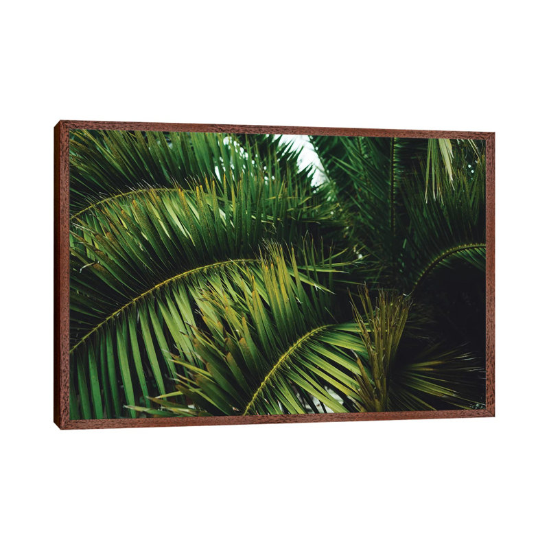 San Francisco Palm Tree by Bethany Young - Print on Canvas, 45.72cm H x 66.04cm W x 3.81cm D, Classic Brown Wood Framed