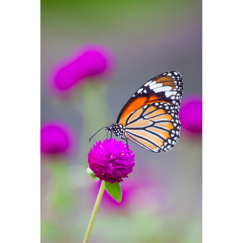 Mazama Butterflies 1 Piece Wrapped Canvas Wall Art, 122cm H x 81cm W x 3.8cm D