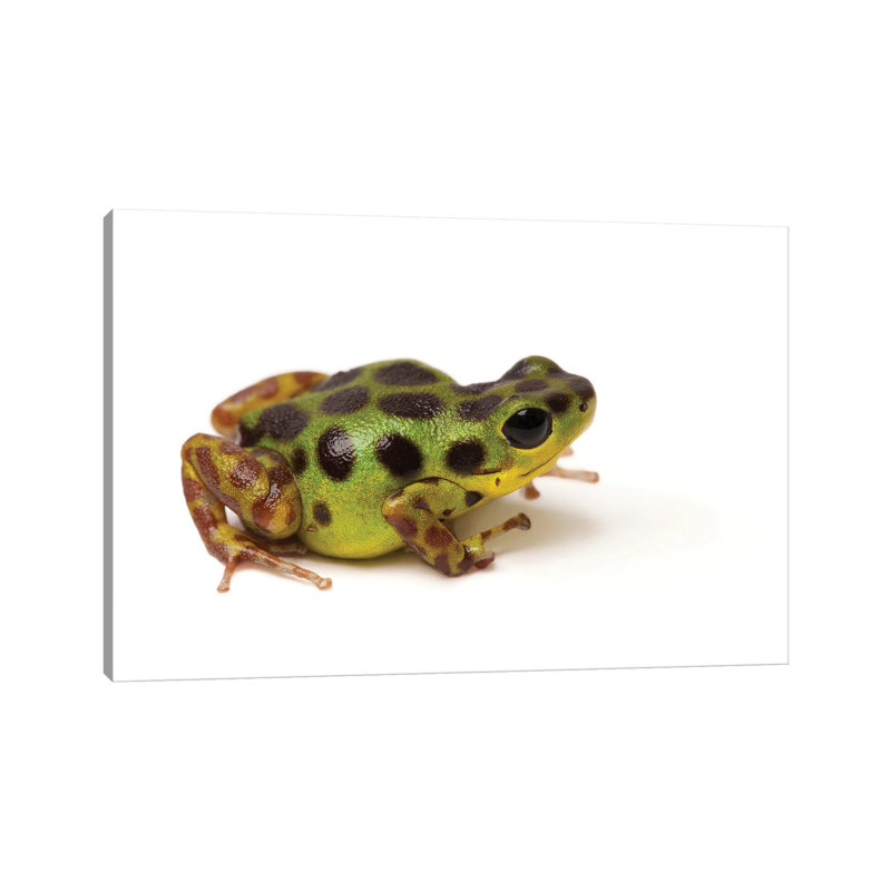 La Gruta Morph Of The Strawberry Poison Dart Frog by Joel Sartore - Gallery-Wrapped Canvas Giclée on Canvas, Canvas