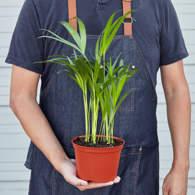 House Plant Shop Live Palm Plant Low Maintenance Plant Rattan