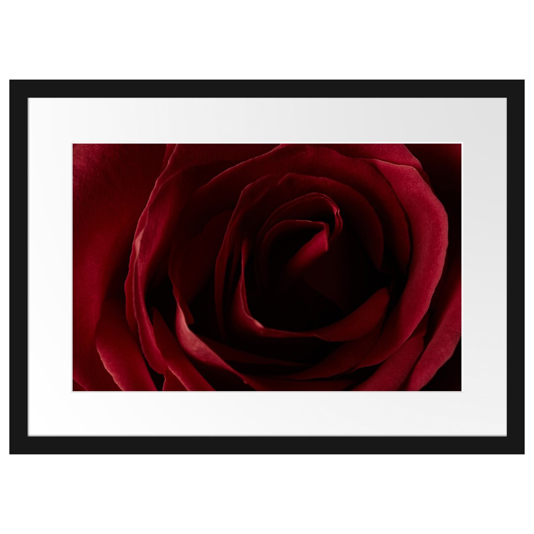 Gerahmtes Poster Rote Rose