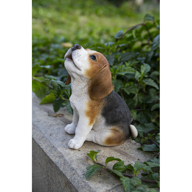 Beagle Puppy Howling
