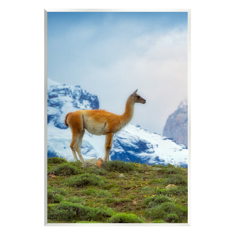 «Stupell Industries Wild Llama», reproduction d'art sur toile par Dennis Frates, H 15 po x l 10 po x P 0,5 po