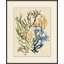 Colorful Sea Kelp 1 Print